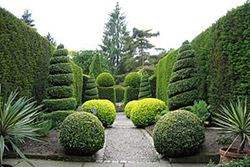 Topiaries