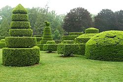 Topiaries