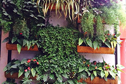 Vertical Garden